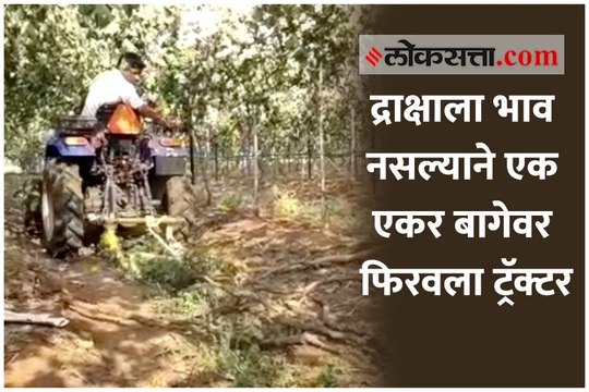द्राक्षाला भाव नसल्याने एक एकर बागेवर फिरवला ट्रॅक्टर