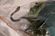 Elle achète une salade chez Aldi et découvre un serpent vivant à l’intérieur