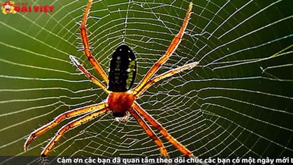 Mơ thấy nhện có tỉ lệ trúng cao nhất