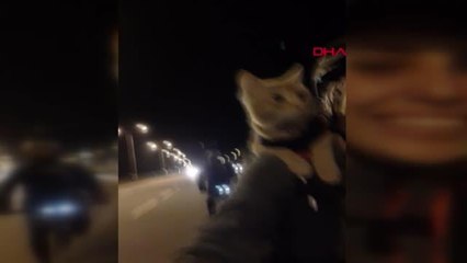 'KEDİLİ KIZ', KEDİSİNİ HER YERDE OMZUNDA GEZDİRİYOR