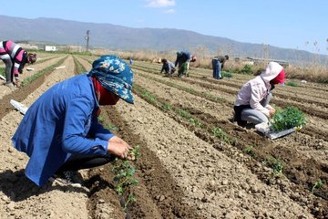 Salihli Ovası'nda bahar hareketliliği
