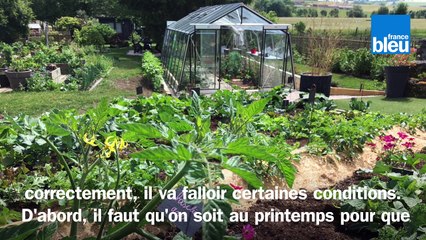 Roland Motte, jardinier : faites vous-même vos semis de tomates