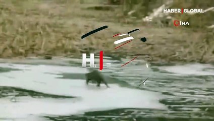 Buz tutan derede su samurlarının oyun keyfi