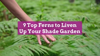 9 Top Ferns to Liven Up Your Shade Garden