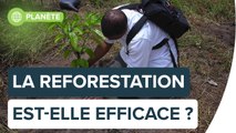 Contre le réchauffement, la reforestation est-elle une solution efficace ? | Futura