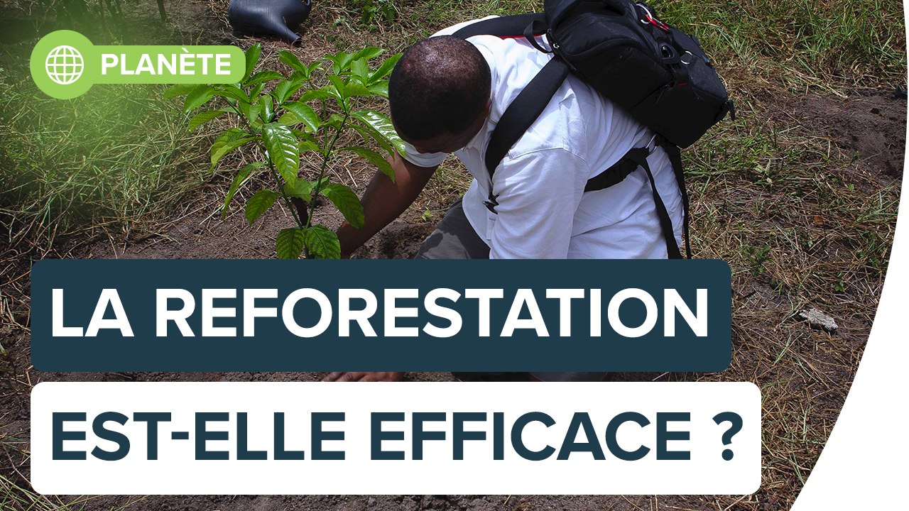 Contre le réchauffement, la reforestation est-elle une solution efficace ? | Futura