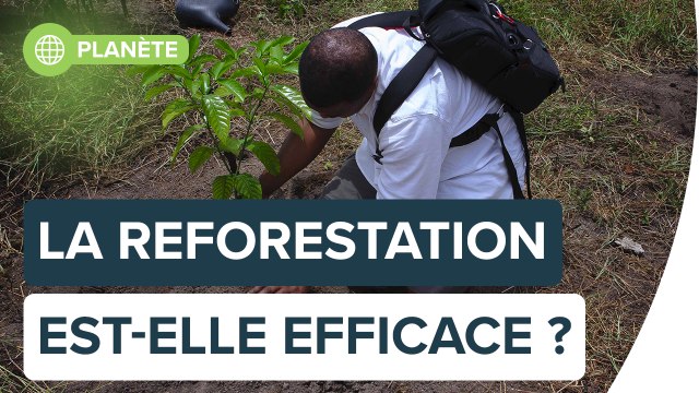 Contre le réchauffement, la reforestation est-elle une solution efficace ? | Futura
