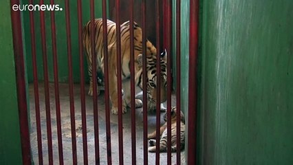 شاهد: ميلاد أربعة نمور بنغالية في حديقة كوبية