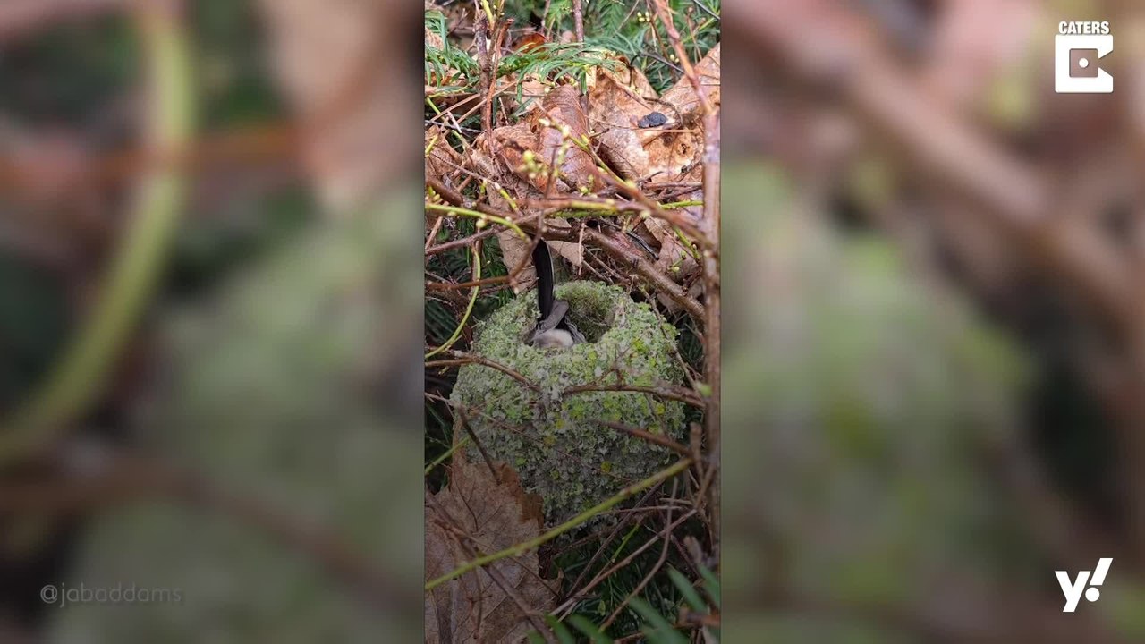 Niedliche Vogelnester: Beeindruckende kleine Bauwerke
