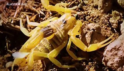 Why scorpion venom is the most expensive liquid in the world