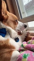 Corgi Copies Tornado Sirens