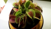 Venus Flytrap Catches A Wasp