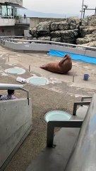 Walrus Working Out