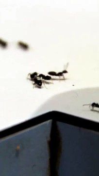 Ant Infestation. How It Starts & How It Ends