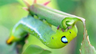 Caterpillar Eating Leaf