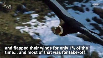 This Condor Can Fly 100 Miles Without Flapping its Wings