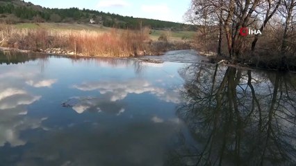 Su samurlarının oyunu renkli görüntüler oluşturdu
