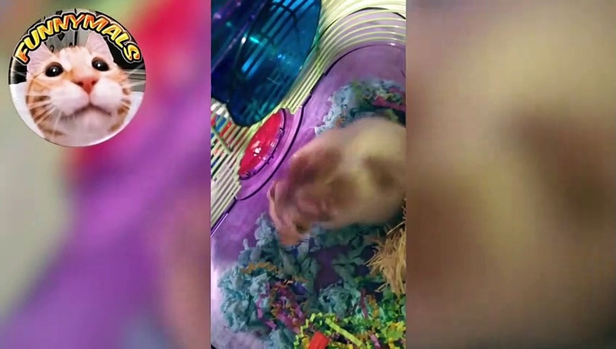 See What These Mice and Rodents Do - So Much Fun!