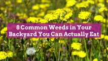 8 Common Weeds in Your Backyard You Can Actually Eat
