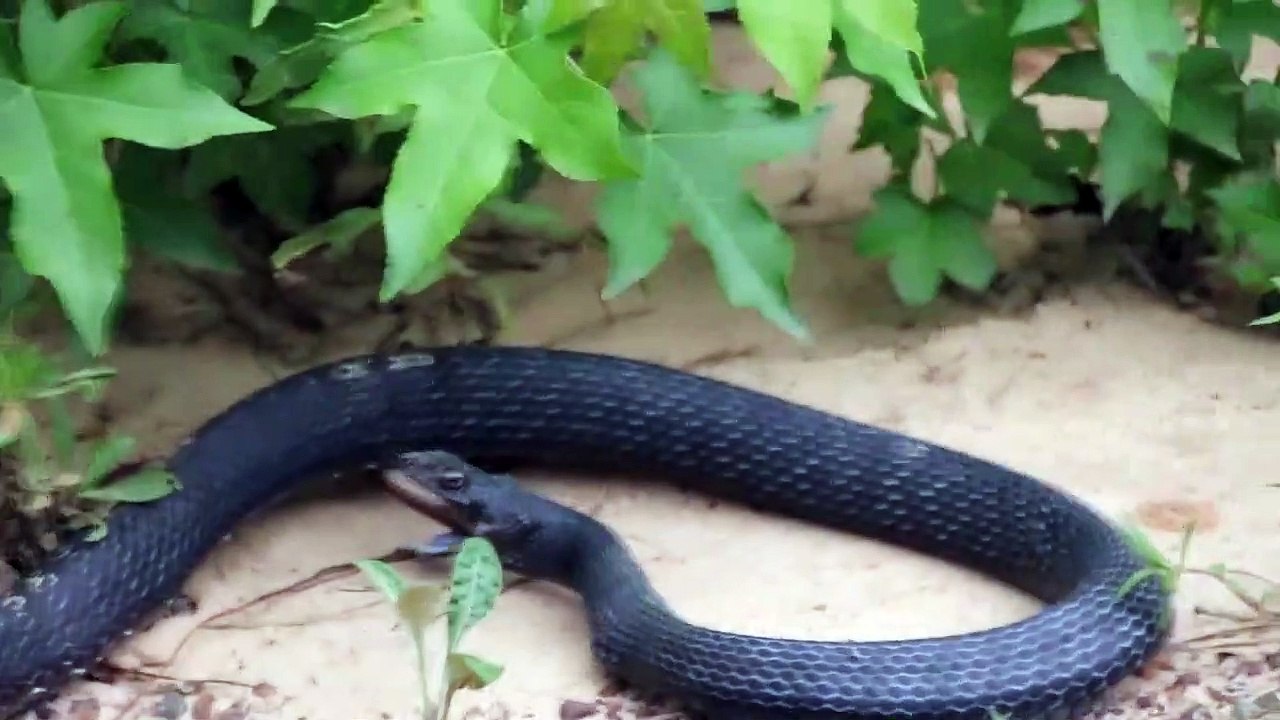 Ce serpent recrache un autre serpent