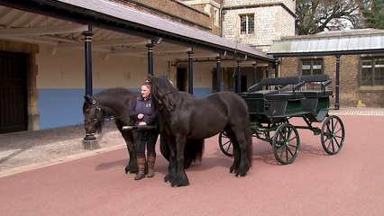 A look at the Royal carriage ponies ahead of Duke’s funeral