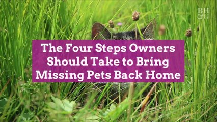 The Four Steps Owners Should Take to Bring Missing Pets Back Home