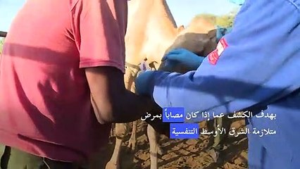 جهود في كينيا لمراقبة الجِمال خشية تحولها مستقبلاً مصدراً لجائحة جديدة
