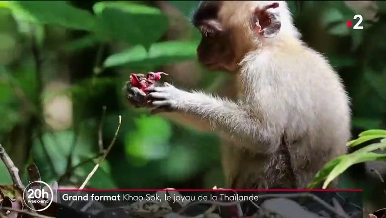 Thaïlande : Khao Sok, un coin de paradis entre jungle et montagne