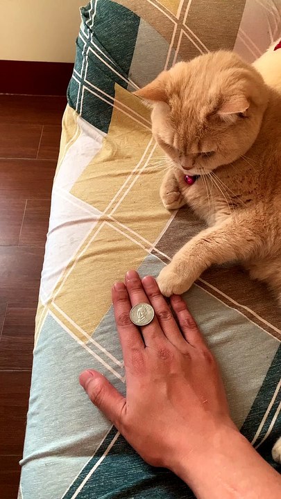 Cat Mimics Owner's Coin Trick