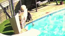 شاهد: كلب ينقذ كلبًا أصغر سقط في حمام السباحة