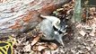 Raccoon Stuck Under Fallen Tree Rescued by Great Guys