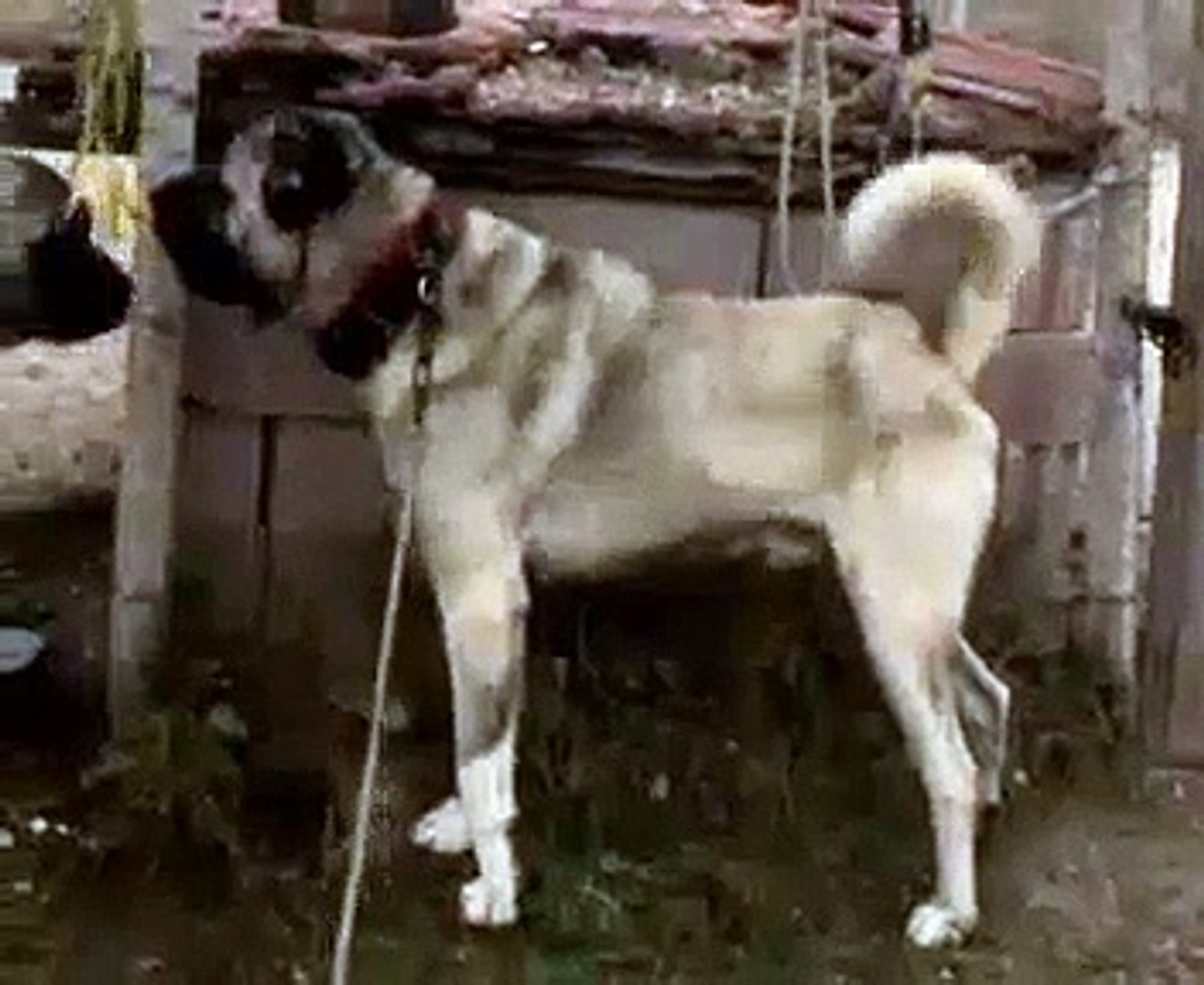 ⁣KOCA KOCA DEVLER KUCUK ATISMA - GiANT ANATOLiAN SHEPHERD DOGS VS