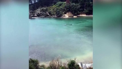 Yürekleri ağza getiren anlar: Dev köpek balıkları iki çocuğu görünce...