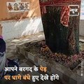 This Is The Most Important Tree Worshipped In Sanatan Dharm