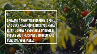Learn How to Grow A Vegetable Garden | Brent Emerson North Carolina