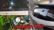 ชาวบ้านสุดทน ลูกกอล์ฟตกใส่บ้าน เป็น 10 ปี ชีวิตเหมือนอยู่กลางดงกระสุน
