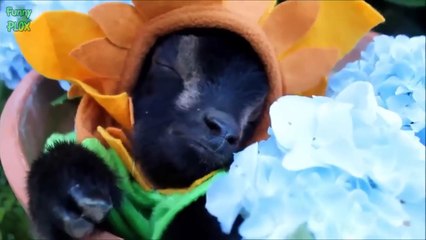 Most Funny And Cute Baby Goat Videos Compilation