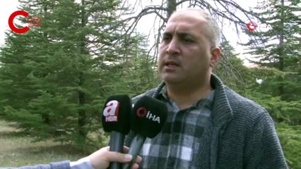 Kuzey Amerika kökenli istilacı böcek, Doğa Anadolu'ya giriş yaptı