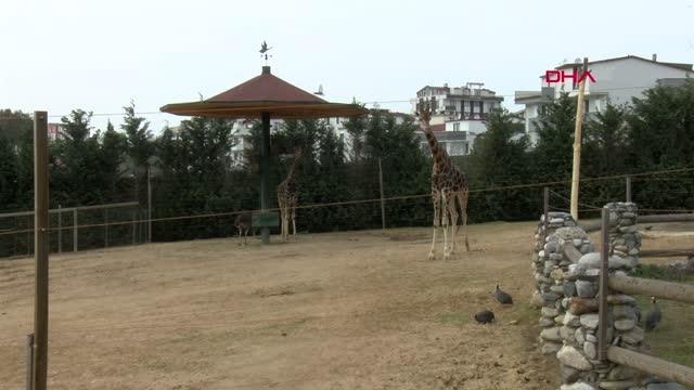 DARICA HAYVANAT BAHÇESİ PANDEMİDE İLGİ GÖRÜYOR