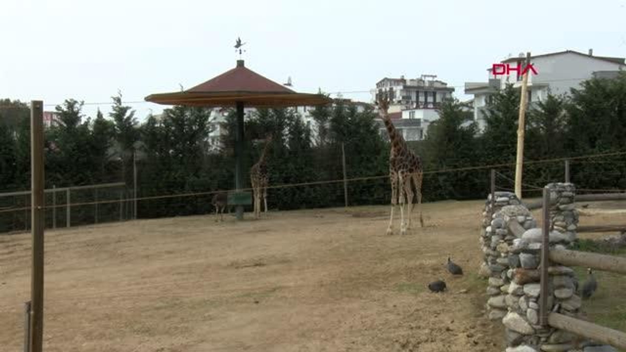DARICA HAYVANAT BAHÇESİ PANDEMİDE İLGİ GÖRÜYOR