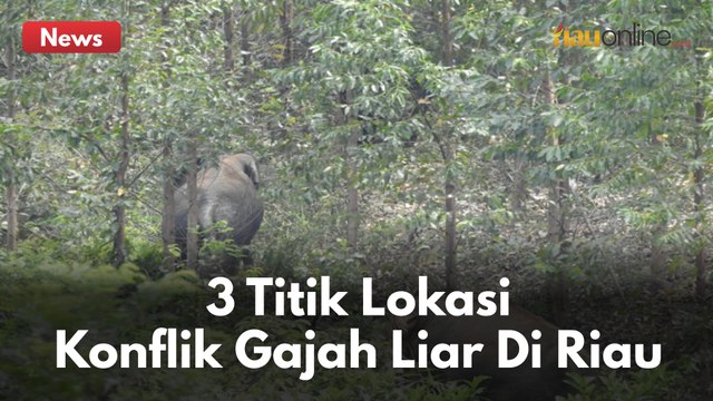 BBKSDA RIAU KERAHKAN 3 TIM UNTUK MENGATASI KONFLIK GAJAH LIAR !!