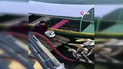 Pelikanların balık keyfi kamerada