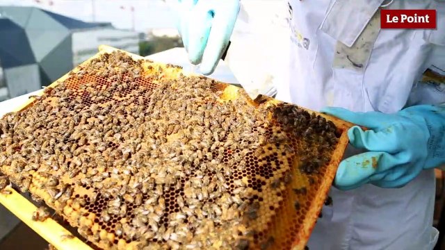 Le Point adopte deux ruches !