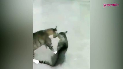 Kavga eden kedileri ilginç bir yöntemle ayıran adam!