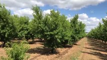 ÇANAKKALE - AB'den coğrafi işaret tescili alan 