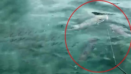 Antalya'da endişelendiren görüntüler! Sürü halinde geldiler, vatandaşlar deniz sezonu için kaygılı