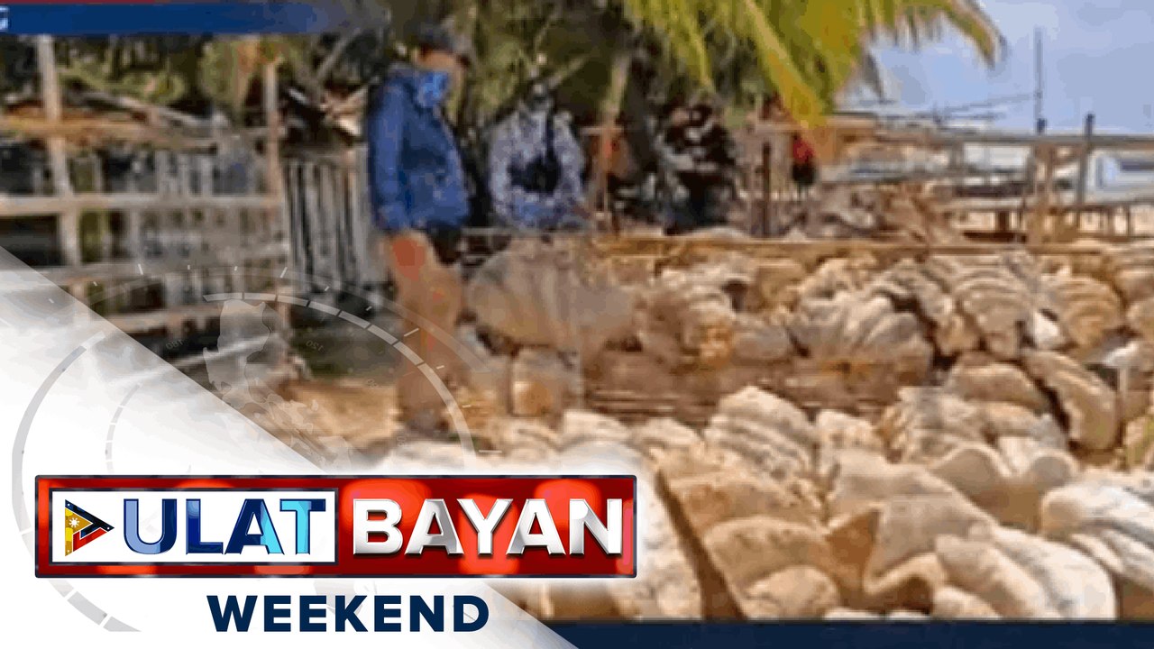 P1.2-B halaga ng fossilized giant clam shells, nasabat ng Philippine Coast Guard