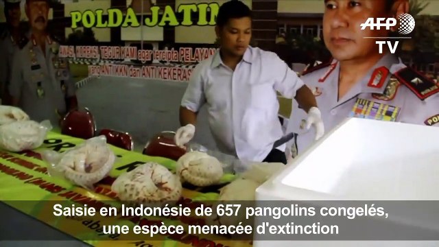 Indonésie: saisie de 657 pangolins congelés
