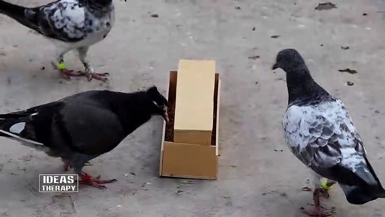 Make Easy Bird Feeder Plastic Board | Unique Pigeon Feeder | Easy DIY Feeder | Ideas Therapy