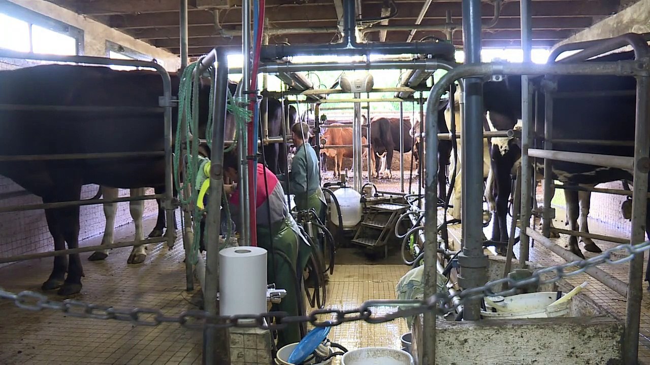 Des vaches au pré face à la crise du lait